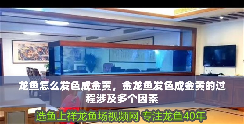 龍魚怎么發(fā)色成金黃，金龍魚發(fā)色成金黃的過程涉及多個因素