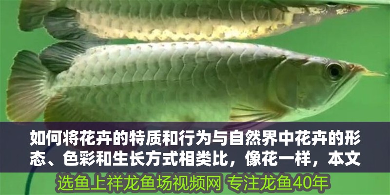 如何將花卉的特質和行為與自然界中花卉的形態、色彩和生長方式相類比，像花一樣，本文探討了如何將個人特質和行為與自然界中花卉的形態、色彩和生長方式相類比