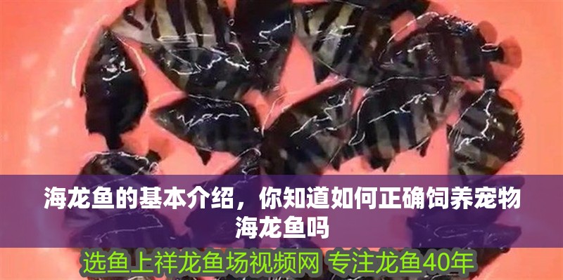 海龍魚的基本介紹，你知道如何正確飼養寵物海龍魚嗎
