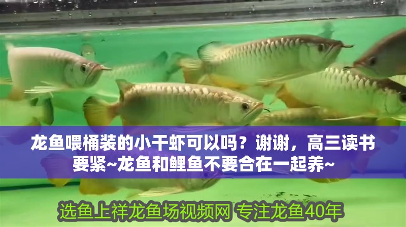 龍魚喂桶裝的小干蝦可以嗎？謝謝，高三讀書要緊~龍魚和鯉魚不要合在一起養(yǎng)~