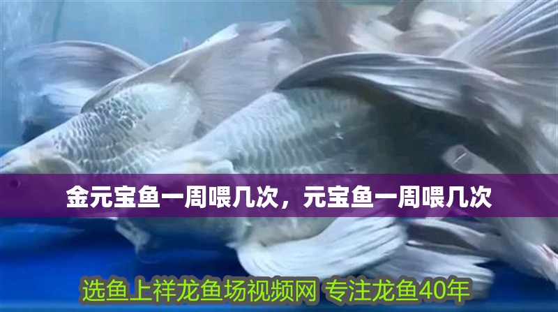 金元寶魚一周喂幾次，元寶魚一周喂幾次