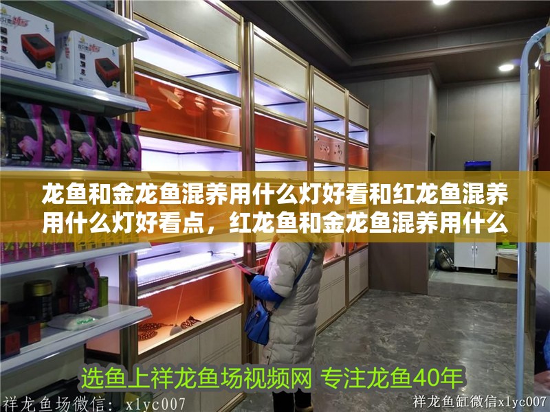 龍魚和金龍魚混養(yǎng)用什么燈好看和紅龍魚混養(yǎng)用什么燈好看點(diǎn)，紅龍魚和金龍魚混養(yǎng)用什么燈好看