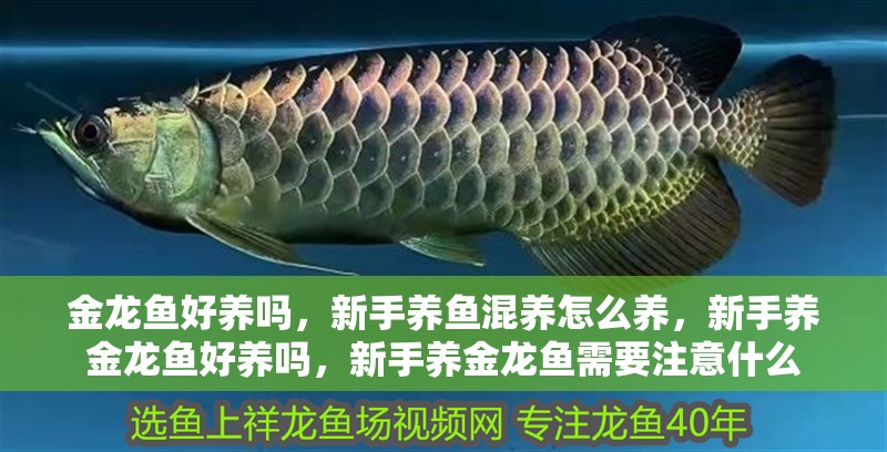 金龍魚好養(yǎng)嗎，新手養(yǎng)魚混養(yǎng)怎么養(yǎng)，新手養(yǎng)金龍魚好養(yǎng)嗎，新手養(yǎng)金龍魚需要注意什么
