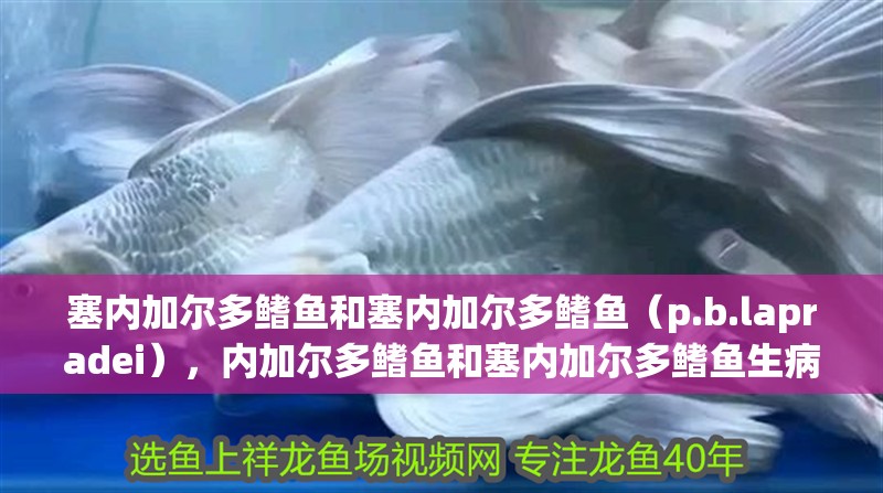 塞內(nèi)加爾多鰭魚和塞內(nèi)加爾多鰭魚（p.b.lapradei），內(nèi)加爾多鰭魚和塞內(nèi)加爾多鰭魚生病對應(yīng)的相關(guān)信息