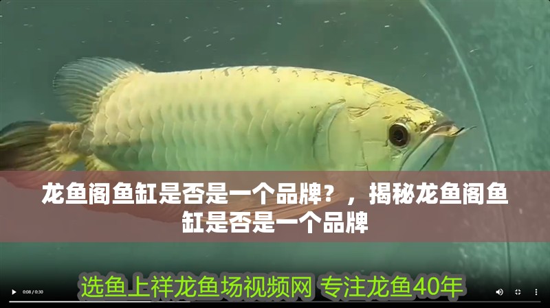 龍魚閣魚缸是否是一個品牌？，揭秘龍魚閣魚缸是否是一個品牌