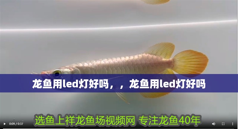 龍魚用led燈好嗎，，龍魚用led燈好嗎
