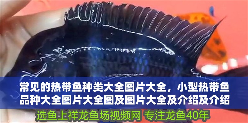常見的熱帶魚種類大全圖片大全，小型熱帶魚品種大全圖片大全圖及圖片大全及介紹及介紹