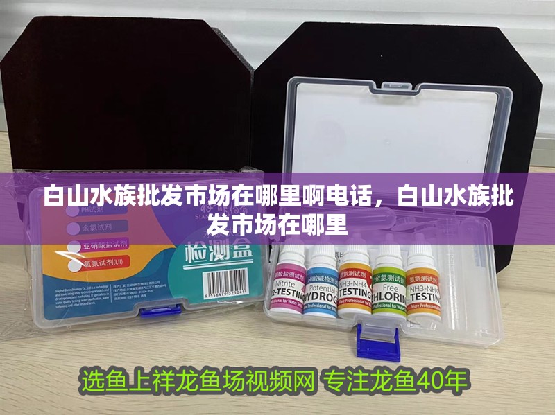 白山水族批發市場在哪里啊電話，白山水族批發市場在哪里