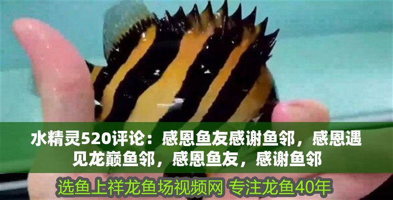 水精靈520評論：感恩魚友感謝魚鄰，感恩遇見龍巔魚鄰，感恩魚友，感謝魚鄰