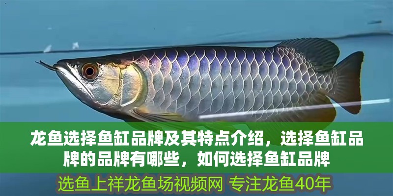 龍魚選擇魚缸品牌及其特點介紹，選擇魚缸品牌的品牌有哪些，如何選擇魚缸品牌
