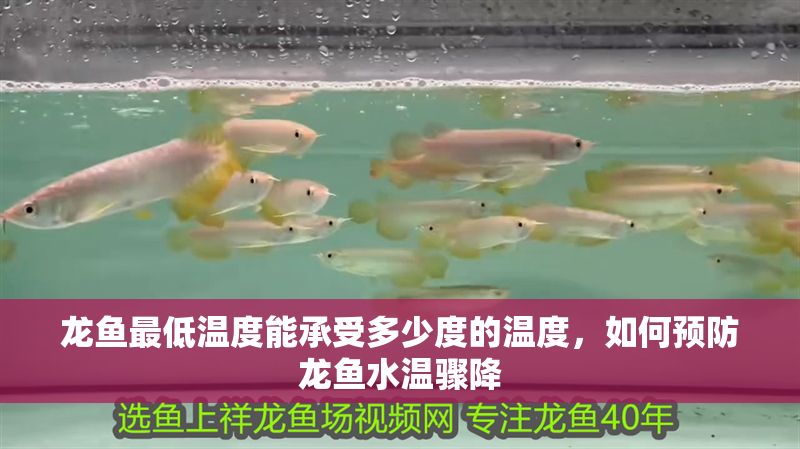 龍魚最低溫度能承受多少度的溫度，如何預防龍魚水溫驟降