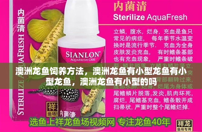 澳洲龍魚飼養方法，澳洲龍魚有小型龍魚有小型龍魚，澳洲龍魚有小型的嗎