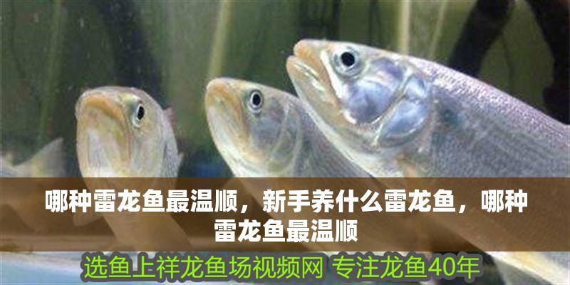 哪種雷龍魚最溫順，新手養什么雷龍魚，哪種雷龍魚最溫順
