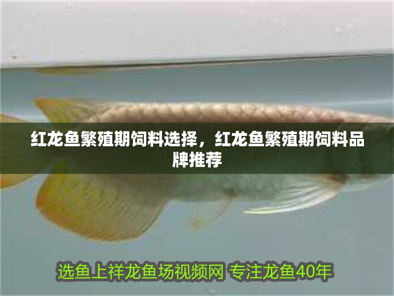 紅龍魚繁殖期飼料選擇，紅龍魚繁殖期飼料品牌推薦