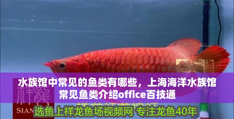 水族館中常見的魚類有哪些，上海海洋水族館常見魚類介紹office百技通