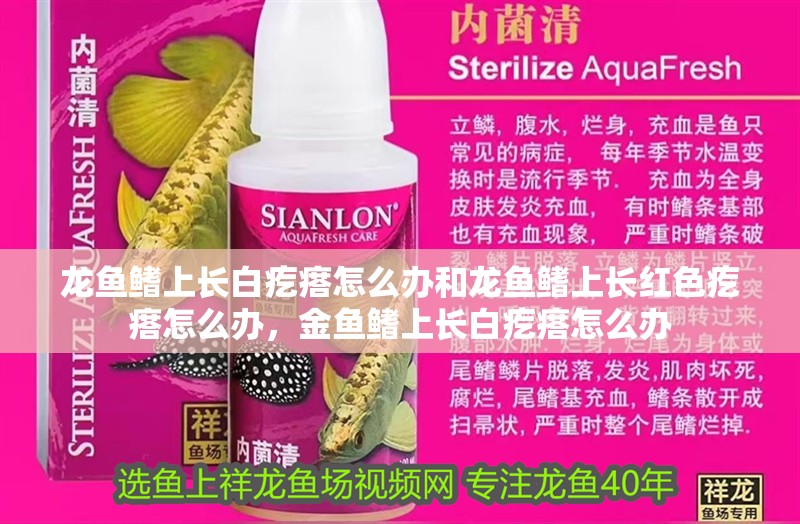 龍魚鰭上長白疙瘩怎么辦和龍魚鰭上長紅色疙瘩怎么辦，金魚鰭上長白疙瘩怎么辦