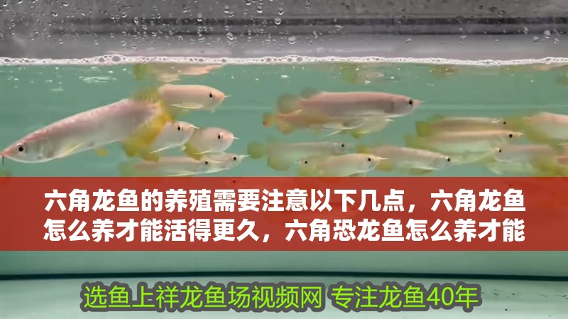 六角龍魚的養殖需要注意以下幾點，六角龍魚怎么養才能活得更久，六角恐龍魚怎么養才能活得久一些
