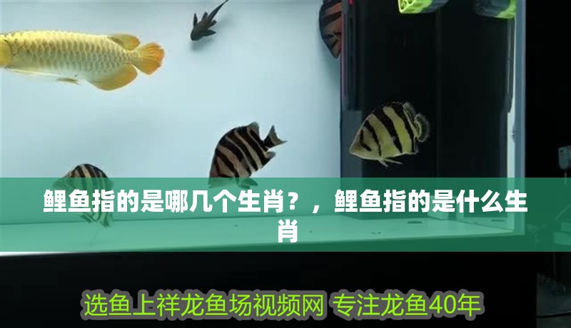鯉魚指的是哪幾個生肖？，鯉魚指的是什么生肖