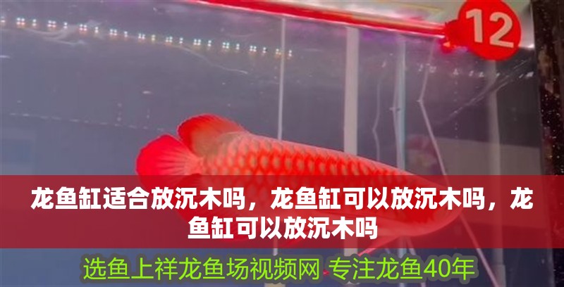 龍魚缸適合放沉木嗎，龍魚缸可以放沉木嗎，龍魚缸可以放沉木嗎