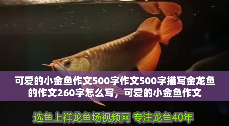 可愛的小金魚作文500字作文500字描寫金龍魚的作文260字怎么寫，可愛的小金魚作文