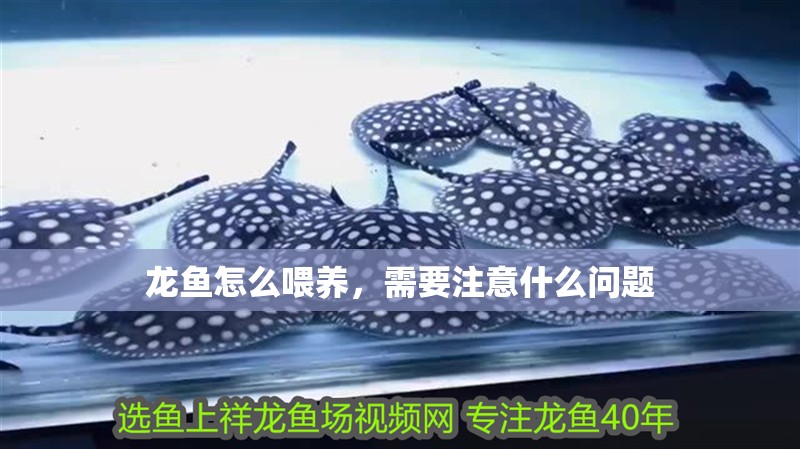龍魚怎么喂養(yǎng)，需要注意什么問題