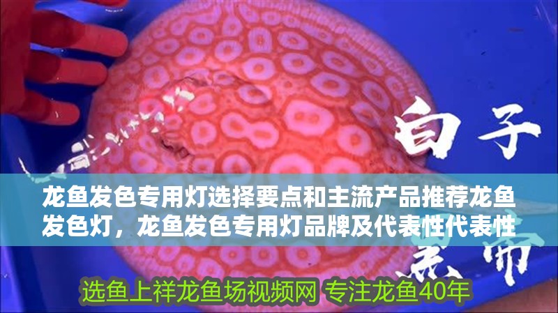 龍魚發色專用燈選擇要點和主流產品推薦龍魚發色燈，龍魚發色專用燈品牌及代表性代表性產品推薦