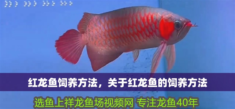 紅龍魚飼養方法，關于紅龍魚的飼養方法