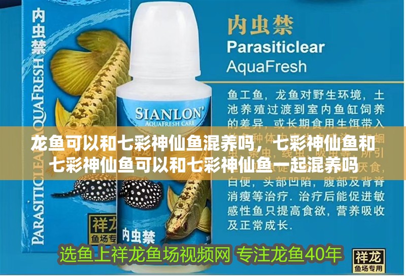 龍魚可以和七彩神仙魚混養嗎，七彩神仙魚和七彩神仙魚可以和七彩神仙魚一起混養嗎