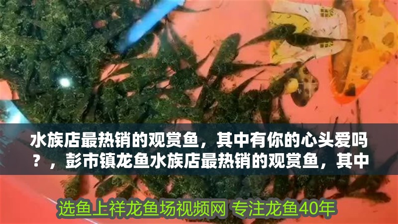 水族店最熱銷的觀賞魚，其中有你的心頭愛嗎？，彭市鎮龍魚水族店最熱銷的觀賞魚，其中有你心頭愛嗎