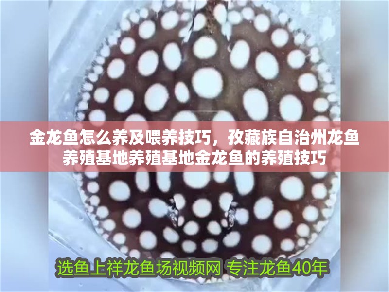 金龍魚怎么養(yǎng)及喂養(yǎng)技巧，孜藏族自治州龍魚養(yǎng)殖基地養(yǎng)殖基地金龍魚的養(yǎng)殖技巧