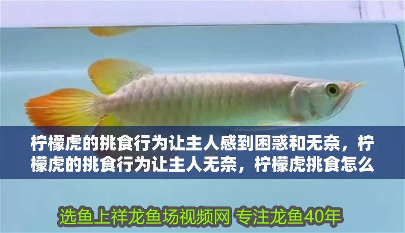 檸檬虎的挑食行為讓主人感到困惑和無奈，檸檬虎的挑食行為讓主人無奈，檸檬虎挑食怎么辦？