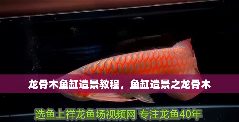 龍骨木魚缸造景教程，魚缸造景之龍骨木