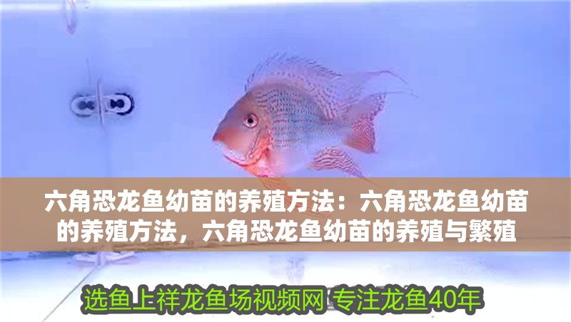 六角恐龍魚幼苗的養殖方法：六角恐龍魚幼苗的養殖方法，六角恐龍魚幼苗的養殖與繁殖