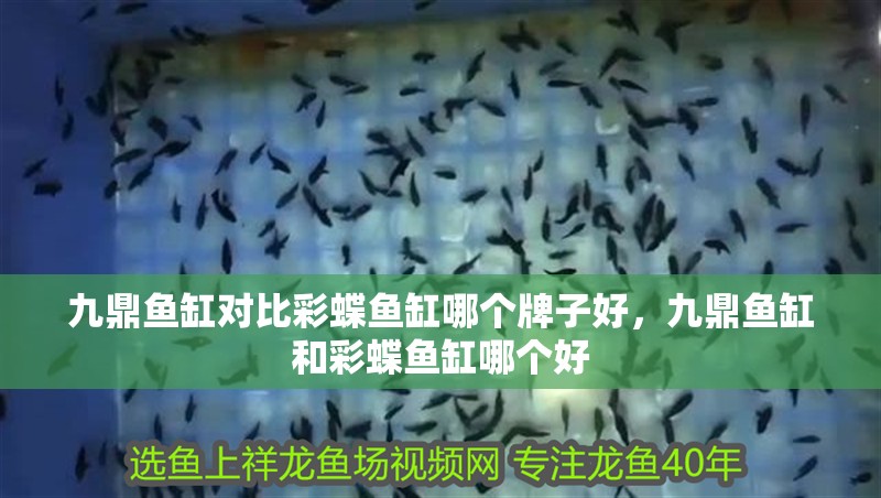 九鼎魚缸對比彩蝶魚缸哪個(gè)牌子好，九鼎魚缸和彩蝶魚缸哪個(gè)好