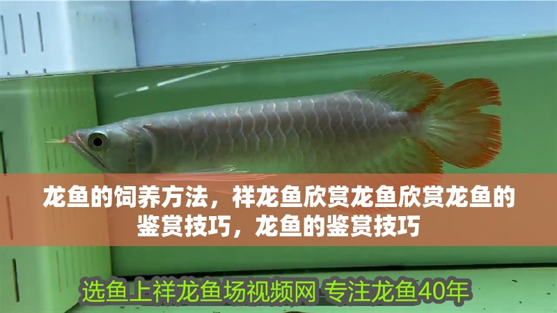 龍魚的飼養方法，祥龍魚欣賞龍魚欣賞龍魚的鑒賞技巧，龍魚的鑒賞技巧