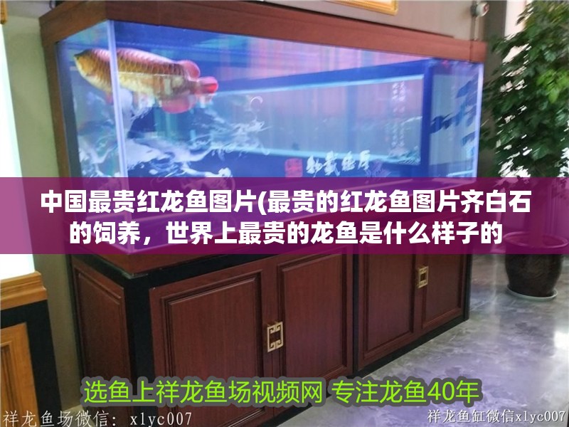 中國最貴紅龍魚圖片(最貴的紅龍魚圖片齊白石的飼養，世界上最貴的龍魚是什么樣子的
