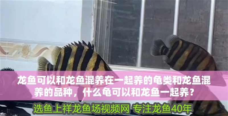 龍魚可以和龍魚混養在一起養的龜類和龍魚混養的品種，什么龜可以和龍魚一起養？