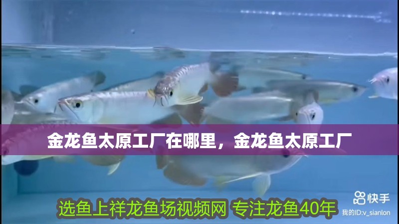 金龍魚太原工廠在哪里，金龍魚太原工廠
