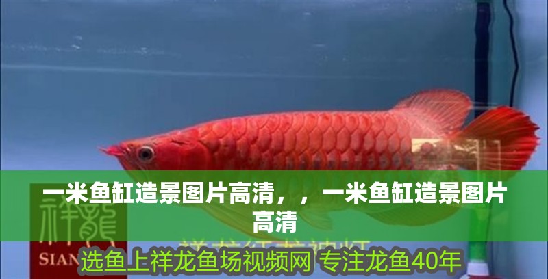 一米魚(yú)缸造景圖片高清，，一米魚(yú)缸造景圖片高清