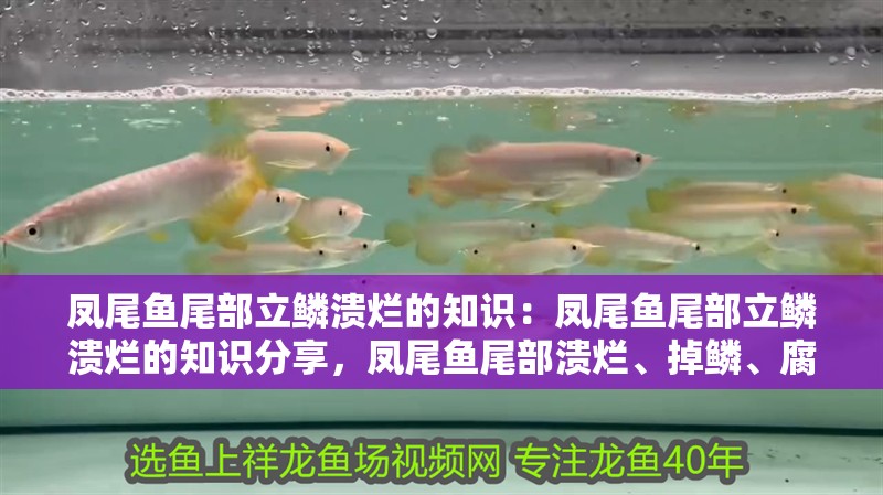 鳳尾魚尾部立鱗潰爛的知識：鳳尾魚尾部立鱗潰爛的知識分享，鳳尾魚尾部潰爛、掉鱗、腐爛的原因