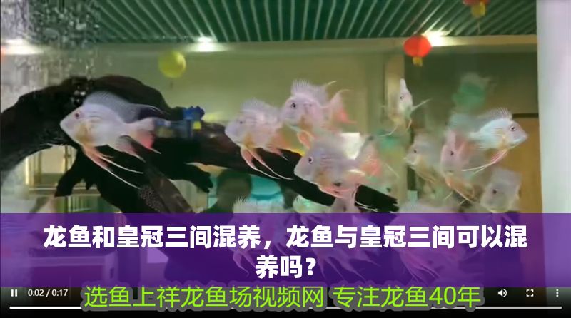 龍魚和皇冠三間混養，龍魚與皇冠三間可以混養嗎？
