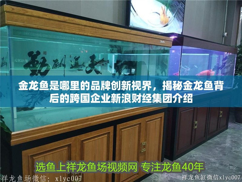 金龍魚是哪里的品牌創新視界，揭秘金龍魚背后的跨國企業新浪財經集團介紹