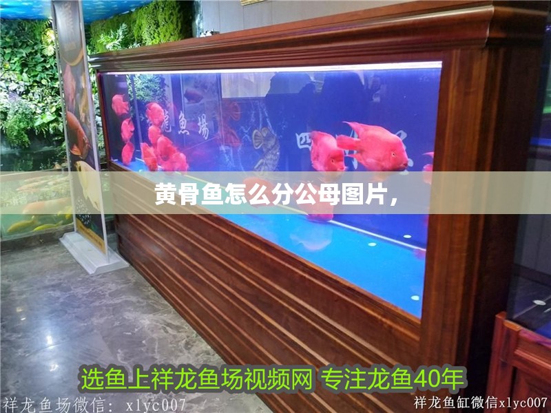 黃骨魚怎么分公母圖片，