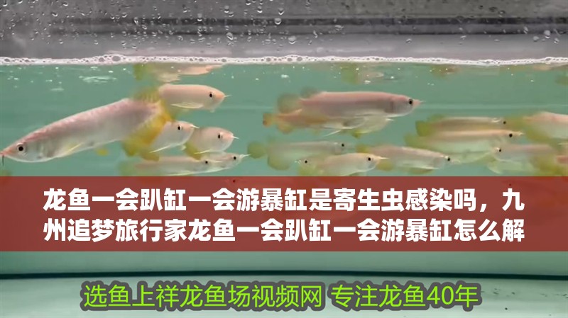龍魚一會趴缸一會游暴缸是寄生蟲感染嗎，九州追夢旅行家龍魚一會趴缸一會游暴缸怎么解決