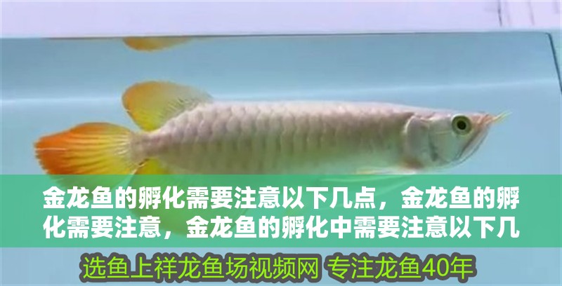 金龍魚的孵化需要注意以下幾點(diǎn)，金龍魚的孵化需要注意，金龍魚的孵化中需要注意以下幾點(diǎn)