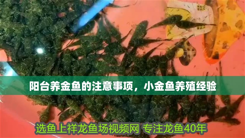 陽臺養金魚的注意事項，小金魚養殖經驗