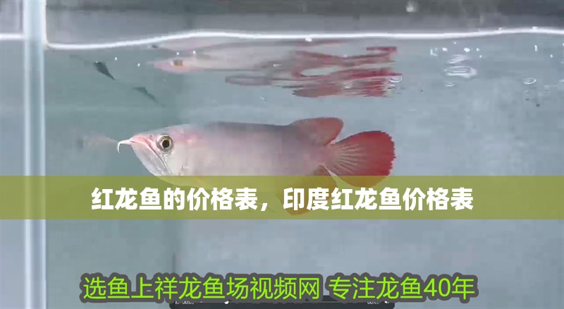 紅龍魚(yú)的價(jià)格表，印度紅龍魚(yú)價(jià)格表