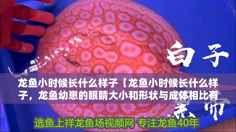 龍魚小時候長什么樣子【龍魚小時候長什么樣子，龍魚幼崽的眼睛大小和形狀與成體相比有何區別】