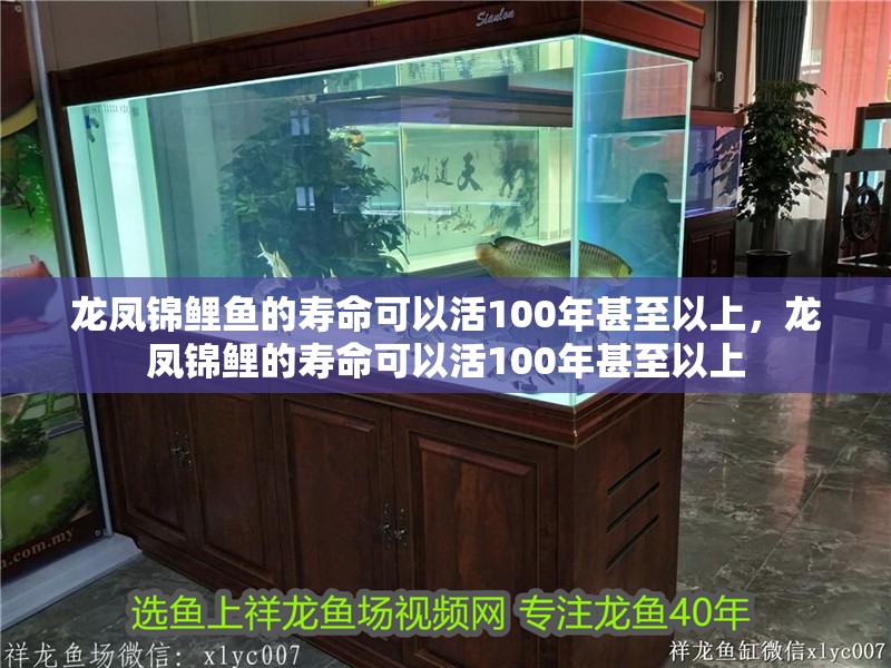龍鳳錦鯉魚的壽命可以活100年甚至以上，龍鳳錦鯉的壽命可以活100年甚至以上