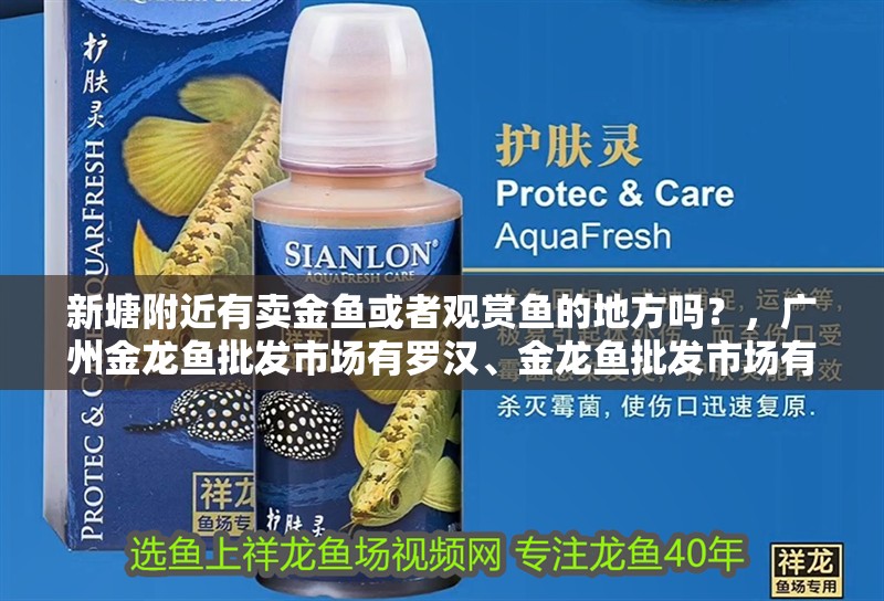 新塘附近有賣金魚或者觀賞魚的地方嗎？，廣州金龍魚批發市場有羅漢、金龍魚批發市場有羅漢和羅漢苗